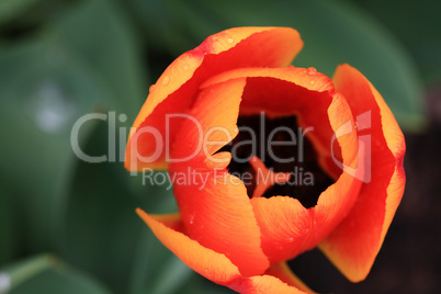 Macro Photo from top of Tulips Flower with water drops.