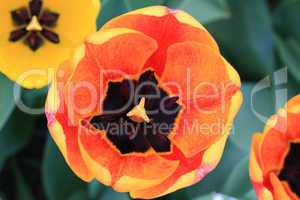 Tulips in Blooming. Closeup wiev of motley tulip flower.