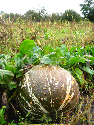 ripe grey pumpkin in kithen garden