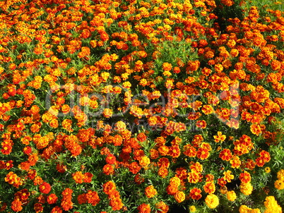 background of beautiful flower of tagetes