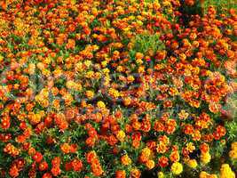 background of beautiful flower of tagetes
