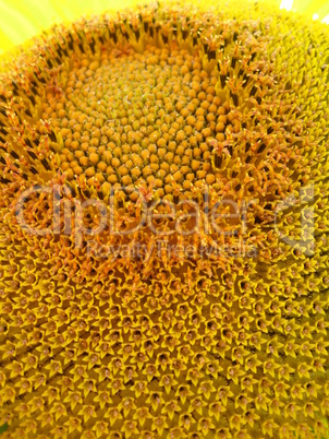 surface of beautiful yellow sunflower