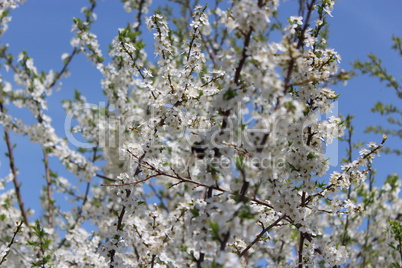 blossoming tree of plum