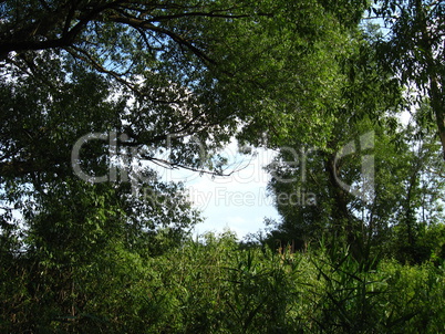 fragment of the blue sky among branches