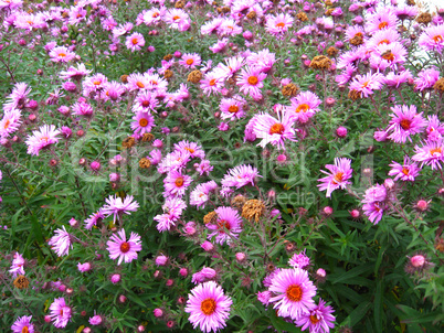 flowers of pinkbeautiful aster
