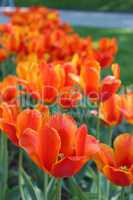 orange tulips on the flower-bed