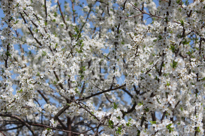 blossoming tree of plum