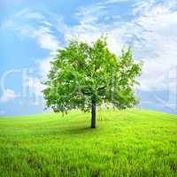 Tree in field