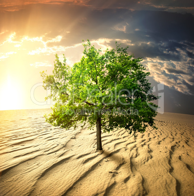 Green tree in the desert