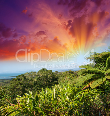 Wonderful trees and vegetation of Queensland, Australia