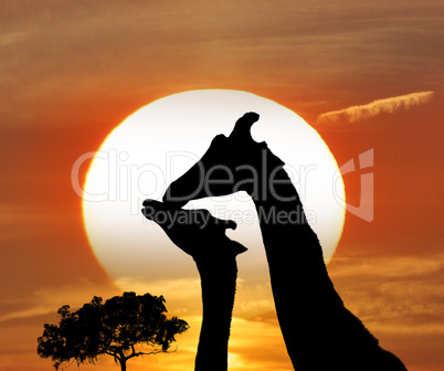 Silhouettes Of Giraffes