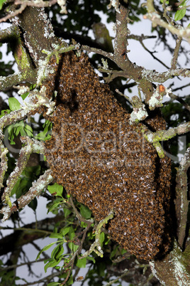 Bienenschwarm