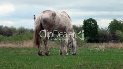 Pferd grast auf einer Wiese