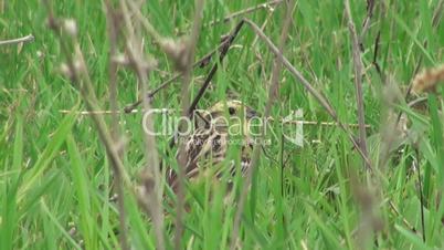 Vogel sitzt auf einem Nest im Gras