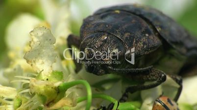 Käfer sitzt auf einem Blatt