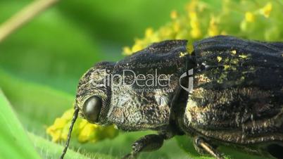 Käfer sitzt auf einem Blatt
