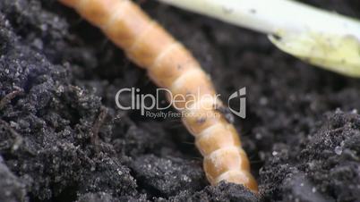 Käfer Larve gräbt sich in den Boden