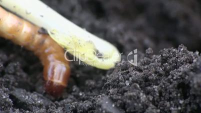 Käfer Larve gräbt sich in den Boden