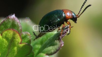 Kleine zweifarbige Käfer