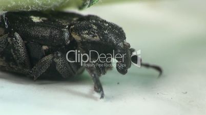 Käfer bewegt seinen Schnurrbart