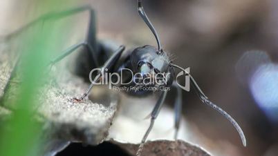 Ameisen in einem Ameisenhaufen laufen