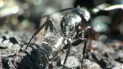 Ameisen in einem Ameisenhaufen laufen