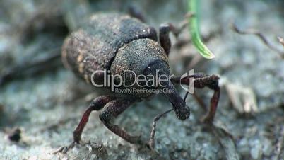 Rüsselkäfer Käfer