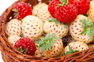 Ripe White and Red Strawberries in basket