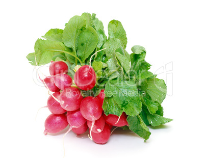 Small garden radish with leaf