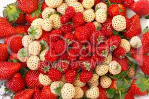 Ripe White and Red Strawberries on plate