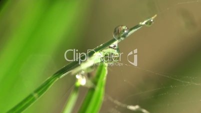 Tautropfen auf dem Gras