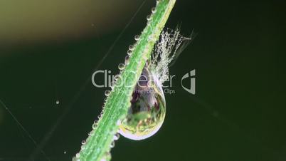 Tautropfen auf dem Gras