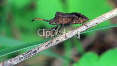 Pentatomidae Makro Käfer
