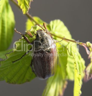 may beetle in green foliage