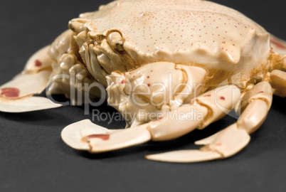 detail of a moon crab