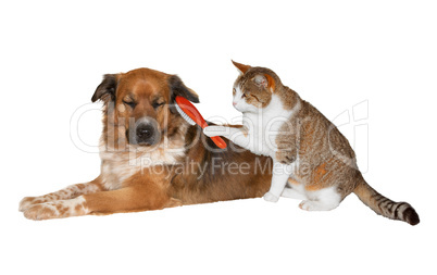 Cat brushing a blissful dog