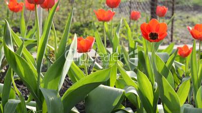 Tulip Garden. Dolly shot.