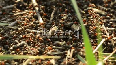 Ants on an anthill closeup on a sunset