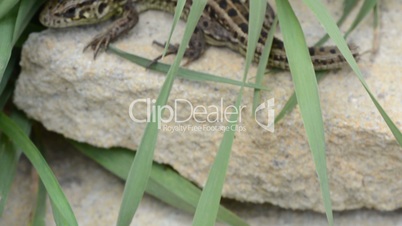 Lizard on the stone. Rack focus and dolly in.
