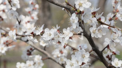 cherry flowers blooming in springtime. Dolly shot.