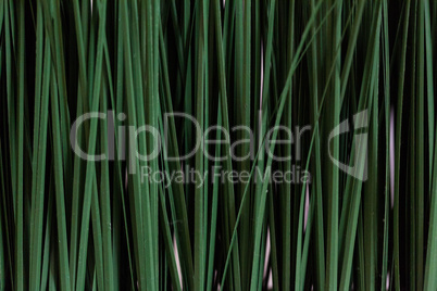 Fresh green rice seedlings