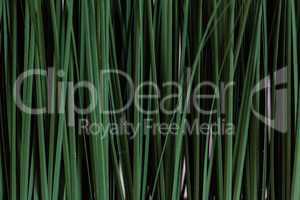 Fresh green rice seedlings