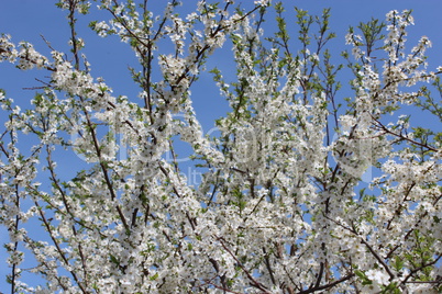 blossoming tree of plum