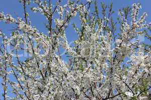 blossoming tree of plum