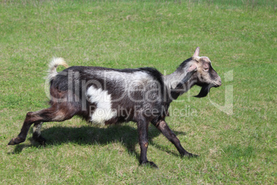 goat running on a pasture