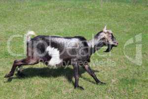 goat running on a pasture