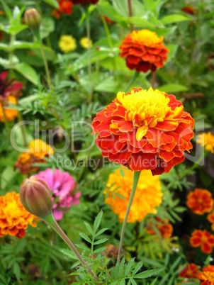 beautiful flower of tagetes