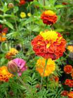 beautiful flower of tagetes