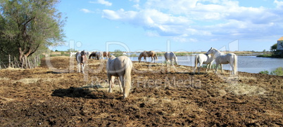 Camargue landscape, France