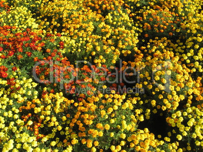 beautiful bed of flowers tagetes